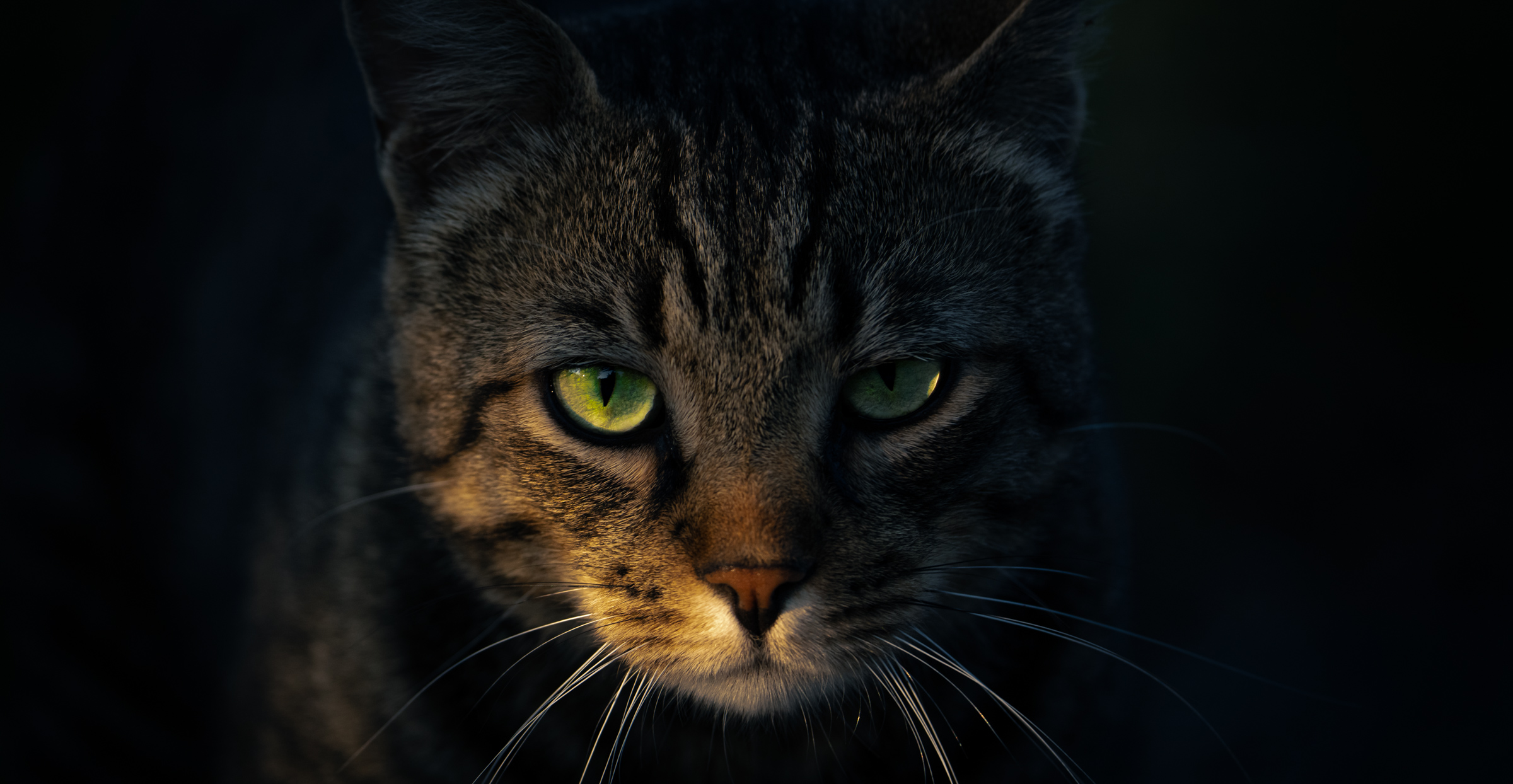 Tiere 1786781024855-be46e012-8435-4ce2-aad4-3aa674a886c5-cat-portrait.jpg